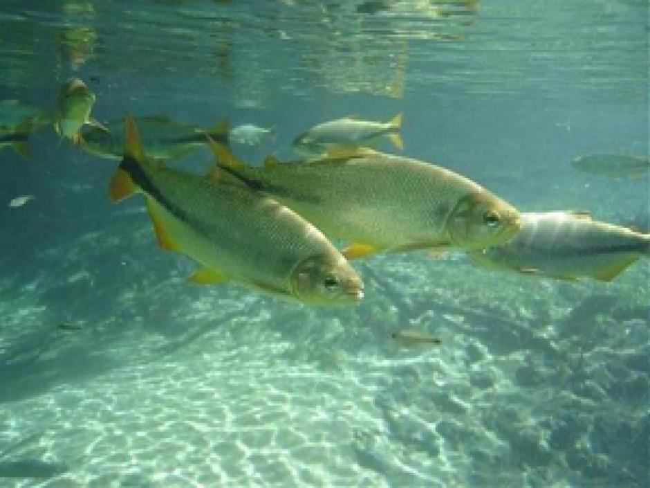 Semade e Imasul reafirmam proibição de pesca até 28 de fevereiro