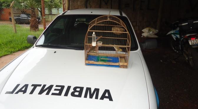 PMA autua traficante preso pela ROTAI em R$ 1 mil por manter aves ilegalmente em cativeiro