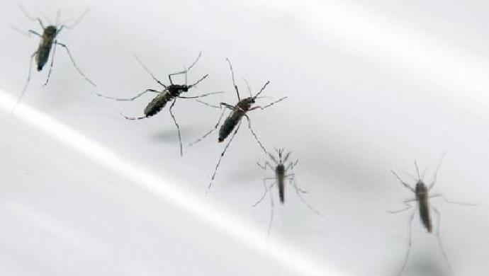Novo exame detecta dengue, zika e chikungunya simultaneamente