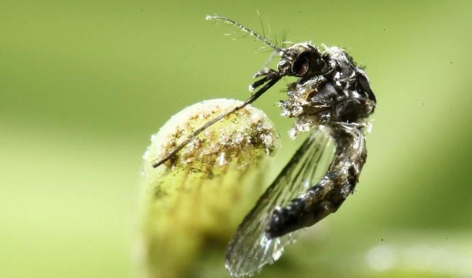 Fiocruz detecta o vírus zika na saliva e urina de pacientes infectados