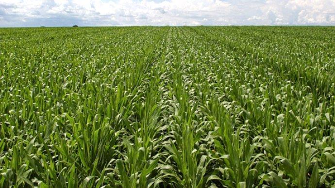 Safra de grãos deve crescer 0,9% em 2016, diz IBGE