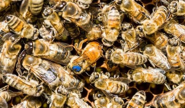 Por que o mel é um superalimento para as abelhas