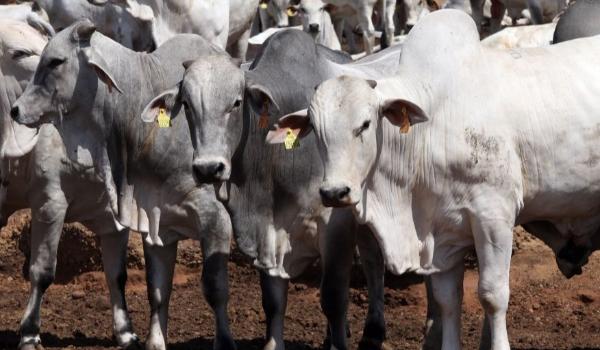 Governo monta ofensiva para evitar fechamento de mercados para carne brasileira