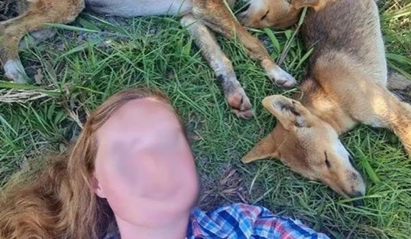 Turistas são multados por ignorar onda de ataques e tirar selfies com cães selvagens na Austrália