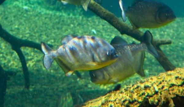 Reprodução de piranhas no Bioparque Pantanal reforça bem-estar animal e conservação