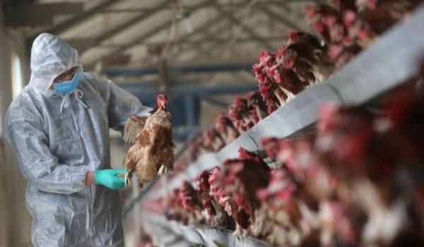 Foco de gripe aviária faz Japão suspender importação de carne de aves de Mato Grosso do Sul