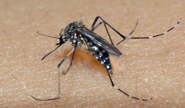 Expansão do sorotipo 3 da dengue no Brasil exige atenção, diz virologista