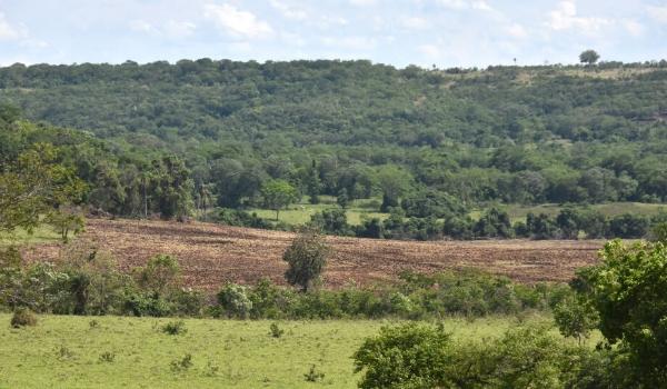 MS fica fora do aumento de 43% das áreas de alerta de desmatamento no Cerrado