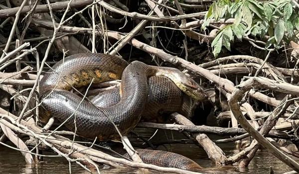 Nova espécie de cobra gigante é descoberta na Amazônia