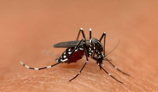 Cuidados com as crianças durante epidemia de dengue