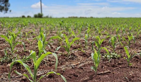 Plantio do milho em MS finaliza na região norte; produção deve cair 20%