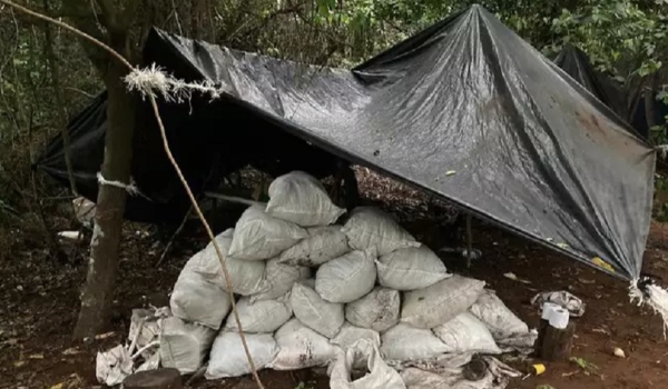 Agência paraguaia encontra roça em morro e destrói 8 toneladas de maconha 
