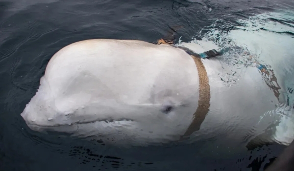Noruega alerta pessoas para se distanciarem de baleia “espiã” russa