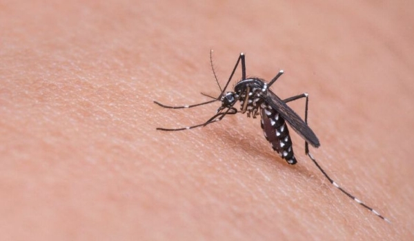 Dengue: atenção aos sintomas é essencial e evita agravamento da doença