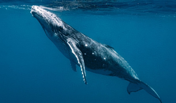 Como as baleias cantam debaixo da água? Cientistas desvendam mistério