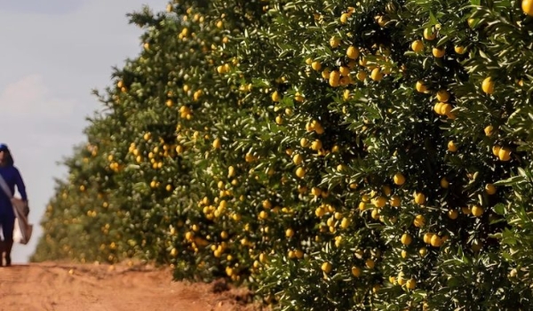Governo de MS fomenta diversificação da produção local e atrai investimento de citricultura ao Estado