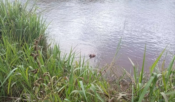 Homem morre afogado ao cair em rio durante pescaria com a esposa