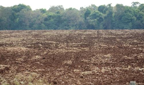 Próxima safra movimenta R$ 3 bilhões em MS