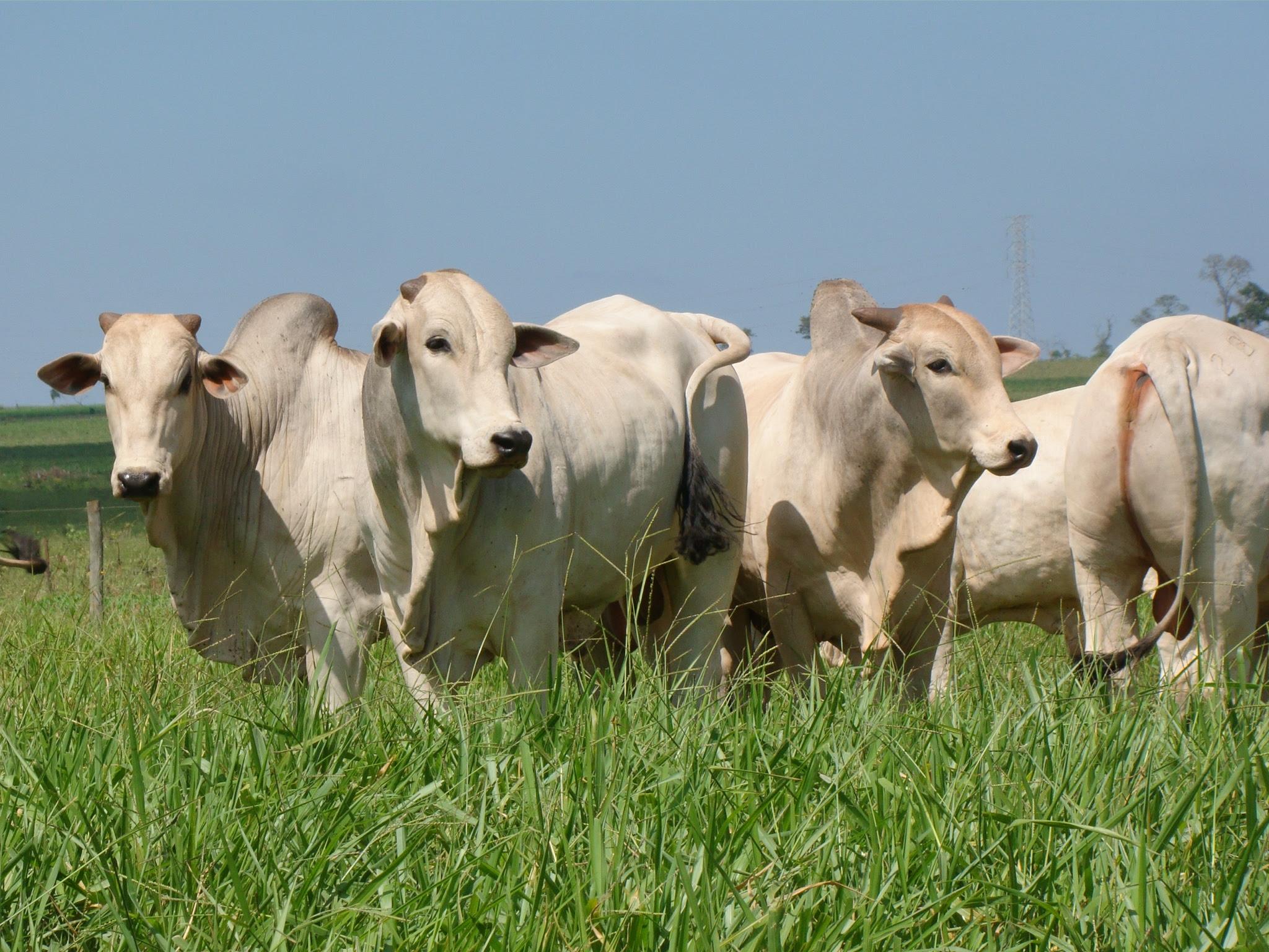 Preço do boi gordo em MS inicia agosto em elevação