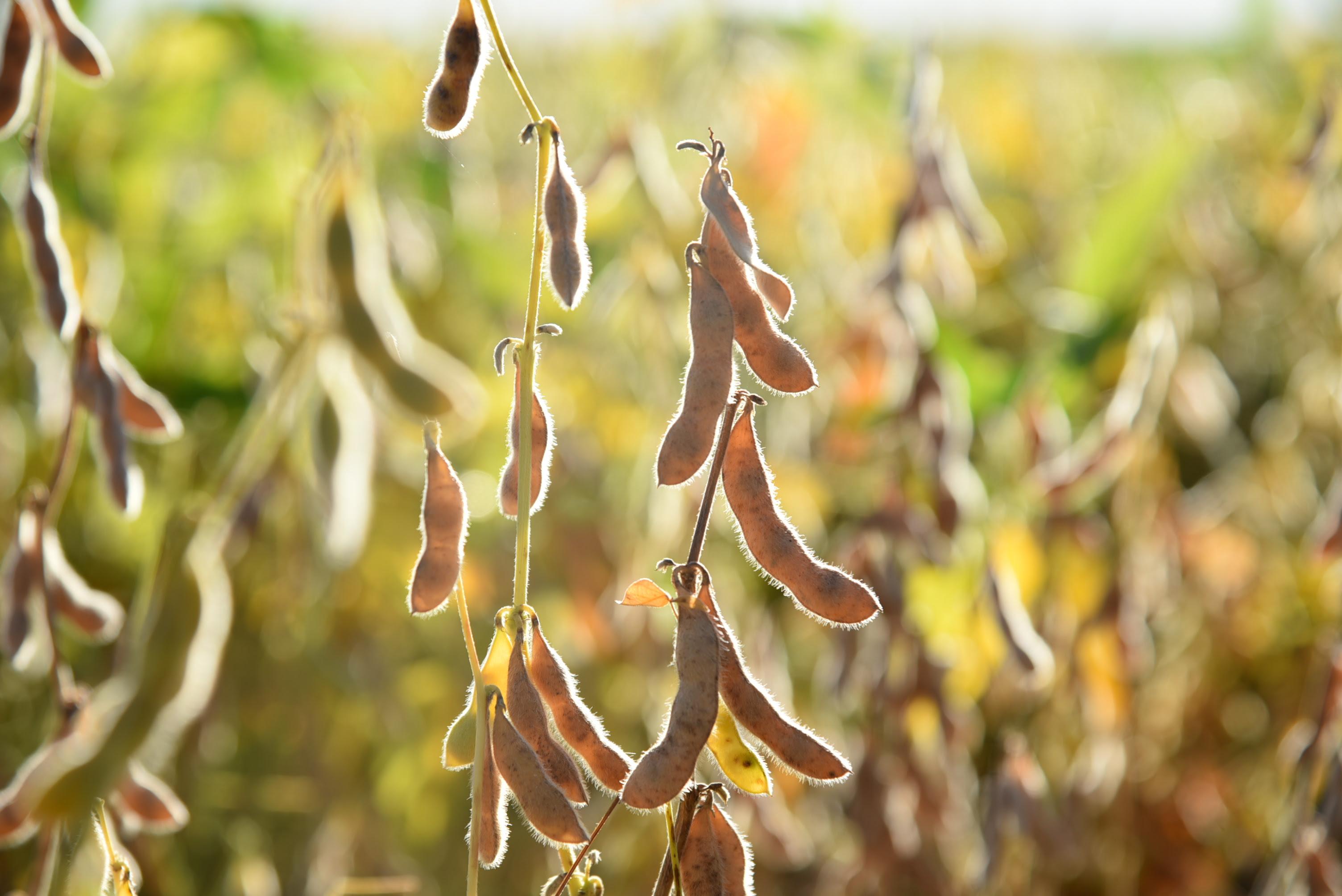 Alta do dólar eleva preço da soja em MS