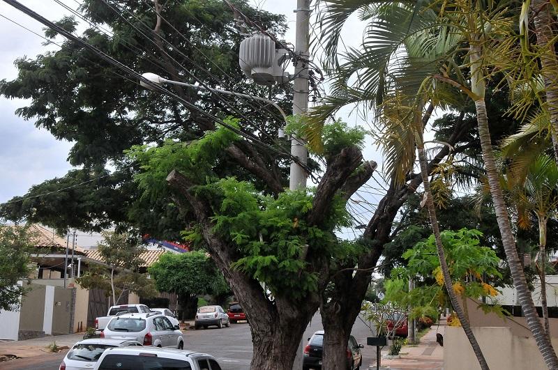 Licitação travada deixa podas nas mãos de concessionária
