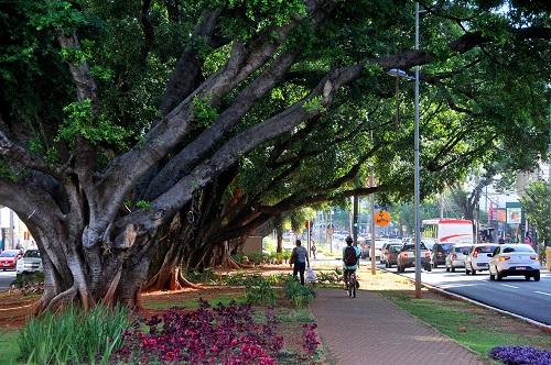 Após avaliação, nenhuma Figueira precisará ser removida