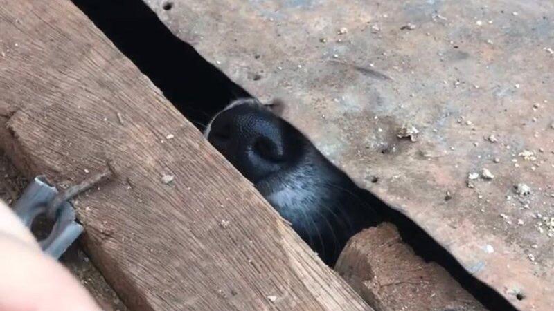 Presa por manter cachorro trancado em caixa disse que era para animal não correr atrás de galinhas