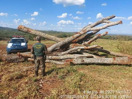 PMA de Porto Murtinho autua empresa paulista em R$ 25,8 mil por derrubada ilegal de árvores
