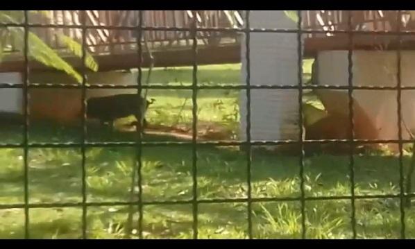 Porco fujão dá trabalho no Horto Florestal e mobiliza bombeiros e CCZ