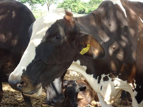 IBGE confirma MS como 4º maior rebanho de bovinos