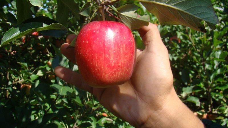 Colheita de maçã: 46 indígenas de Aquidauana foram enviados para região sul nesta semana