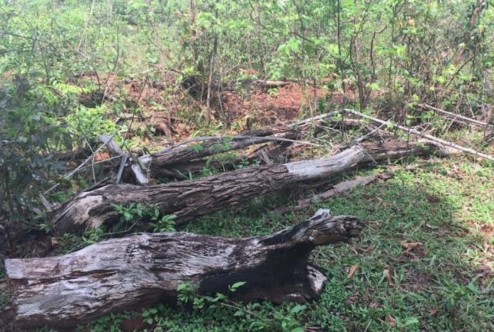 Por satélite, polícia flagra desmatamento e multa fazendeiro campo-grandense