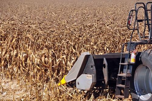 Projeção inicial de colheita aponta aumento de quase 5%