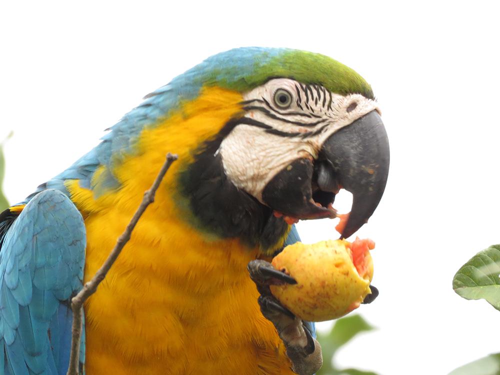 Estudo ambiental faz prefeito proibir uso de fogos de artíficio em eventos da prefeitura