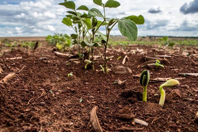 Plantio de soja em MS chega a 54% do estimada