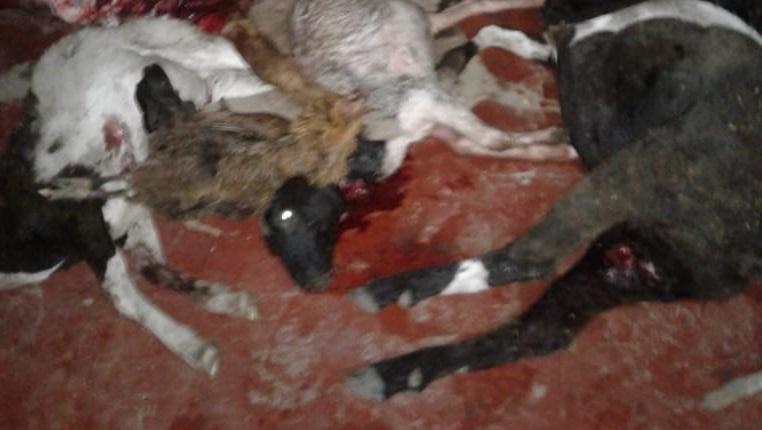 Produtor rural encontra dezenas de animais mortos brutalmente em propriedade