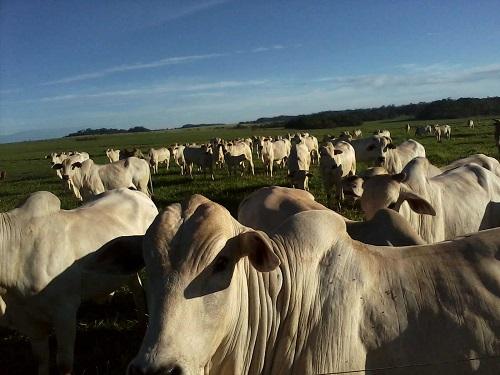 Comercialização de carne bovina cresce em Mato Grosso do Sul