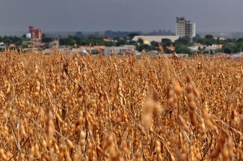 Agricultores comercializam mais de 90% da safra 2017/18