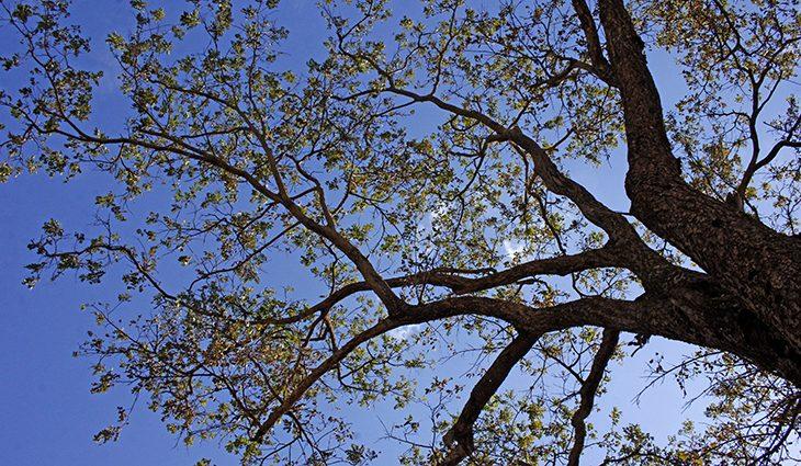 Última semana de outono será de tempo firme e temperaturas agradáveis