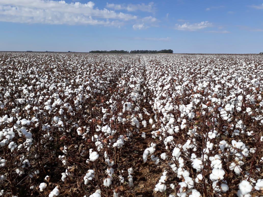 Brandt auxilia produtores de algodão da BA e MS a atingir altas médias de produtividade