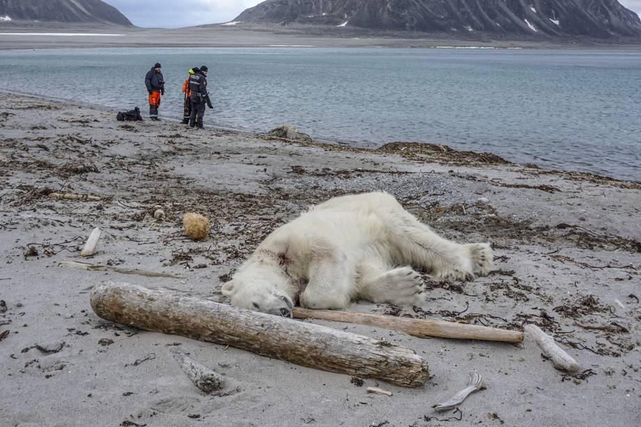 WWF: Humanidade eliminou 60% da população animal desde 1970