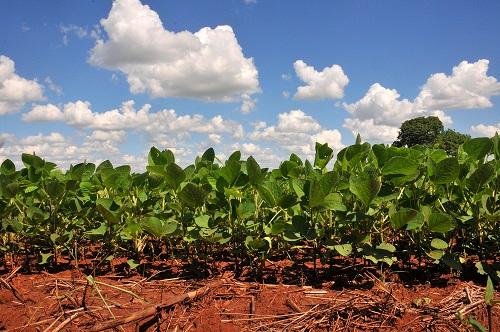 Plantio da soja é antecipado, mas preços caem 11% em MS