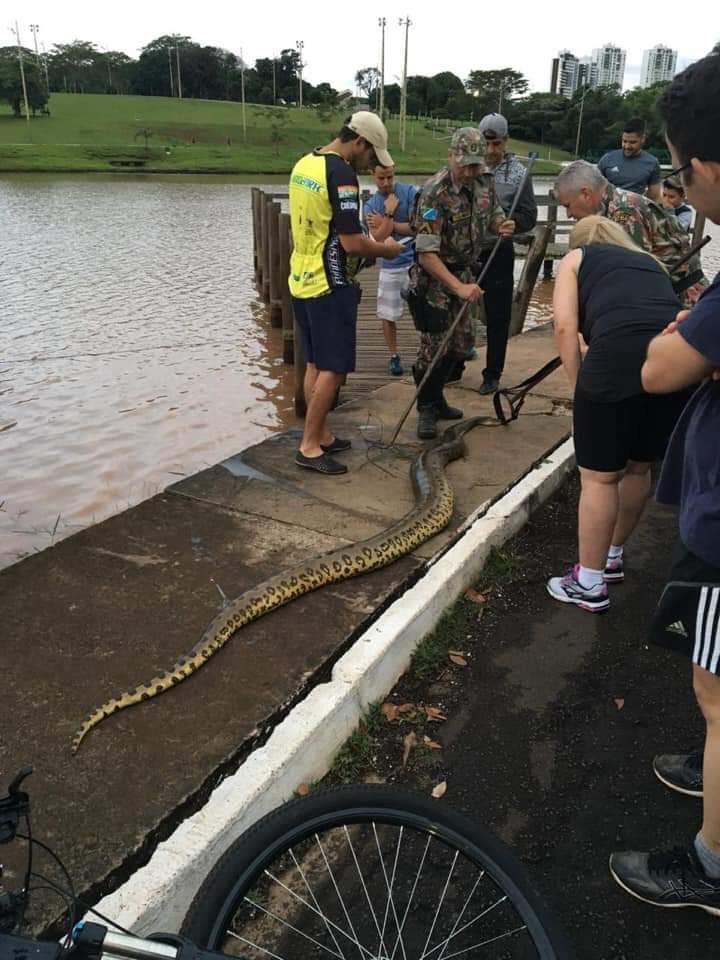 Sucuri é encontrada morta em lago do Parque das Nações Indígenas