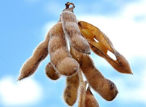 Exportações de MS avançam 38% e somam US$ 460 milhões