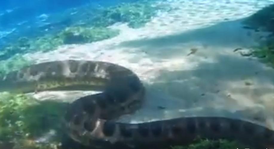 Em passeio de flutuação grupo encontra sucuri no Rio da Prata