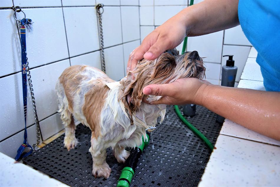 Assim como nós, pets sentem calor e precisam usar filtro solar