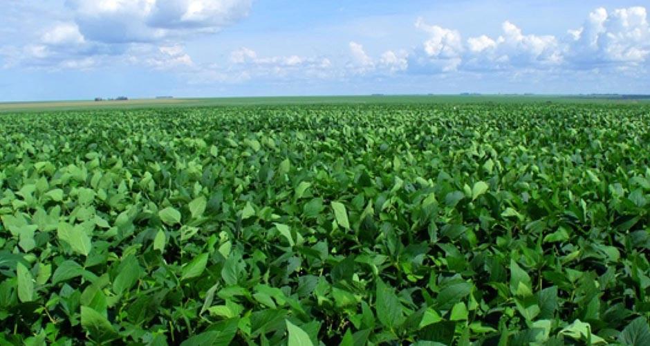 Produtores de soja estão mais cautelosos