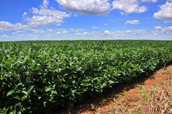 Calor e chuvas esparsas devem garantir boa safra em MS