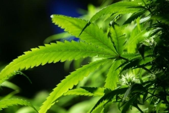 Anvisa aprova medicamento à base de Maconha