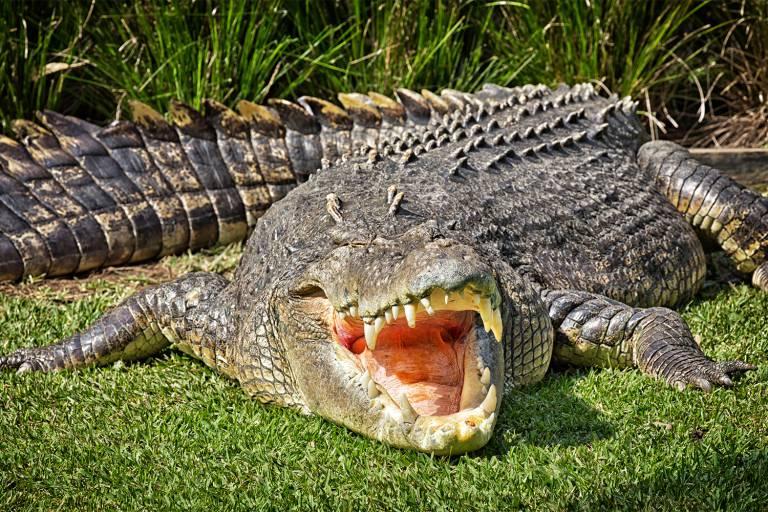 Guia turístico morre atacado por crocodilos na África do Sul